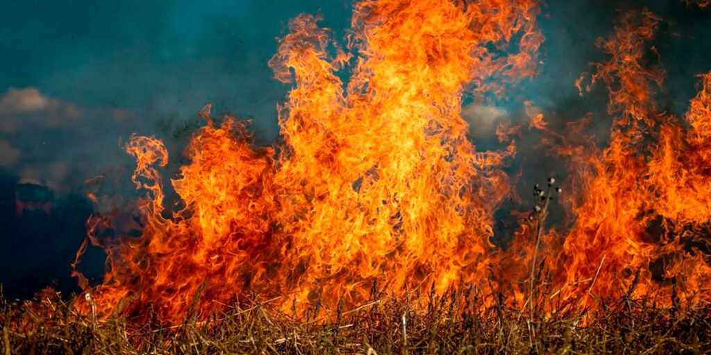 La ecologia del fuego