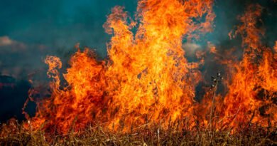 La ecologia del fuego