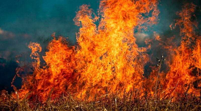 La ecologia del fuego
