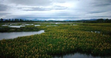 ¿Es nuestra Vitoria-Gasteiz tan verde?
