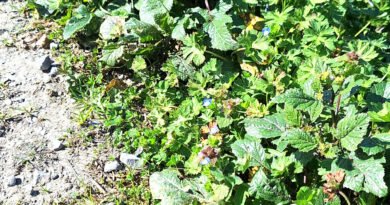 El tesoro de la campa