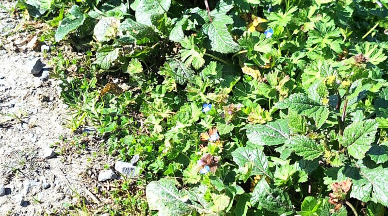 El tesoro de la campa