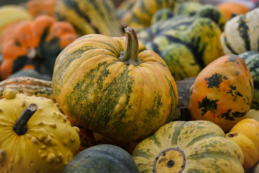 Calabazas de otoño de distintos tamaños y colores