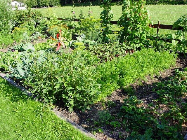Huerto urbano con cultivos y vegetación